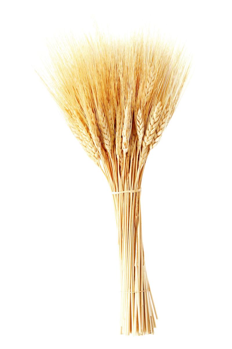 白色背景下一捆金黄色的小麦