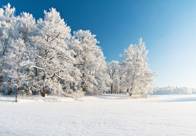 雪中的冬季公园