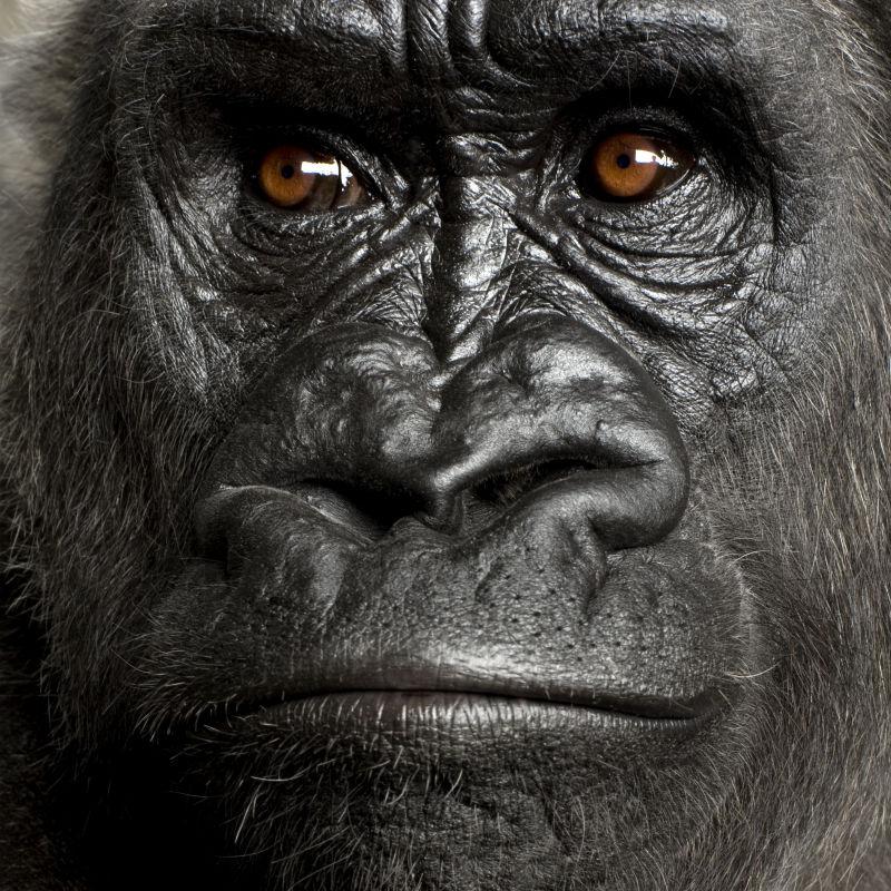 大猩猩的脸部