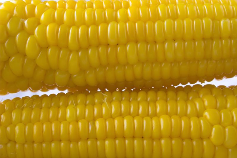 白色背景上的两个玉米
