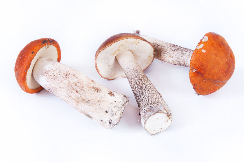  白色背景前新鲜的蘑菇