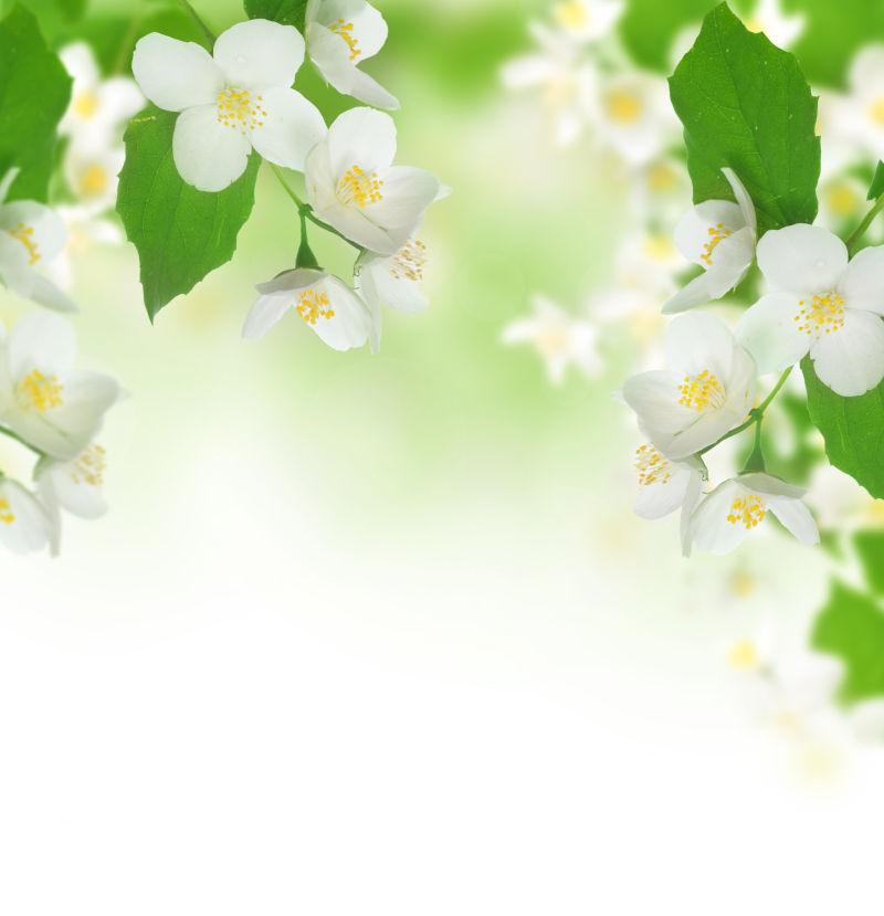 自然背景下的春花白色花
