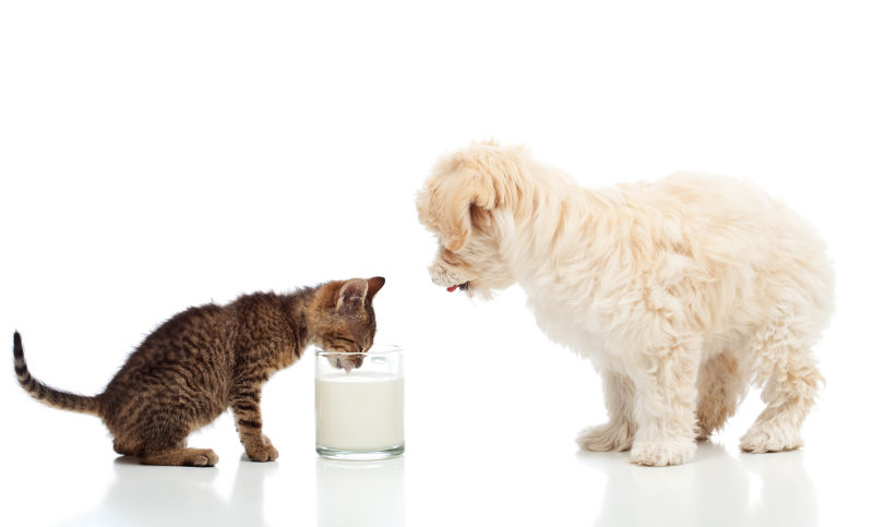 小狗看着小猫喝牛奶