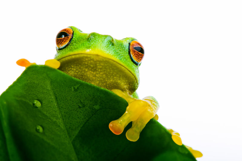 白色背景前绿叶遮挡的青蛙