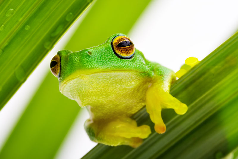 绿叶上的大眼青蛙
