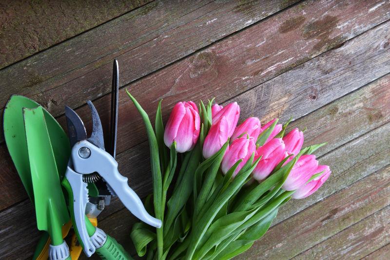 木质背景上的鲜粉红郁金香和园艺工具