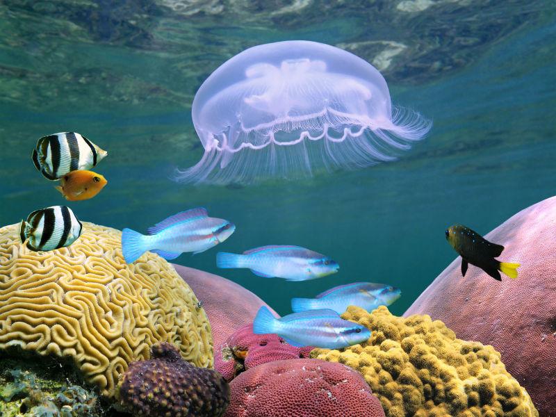 水下色彩缤纷的热带鱼和珊瑚海蜇