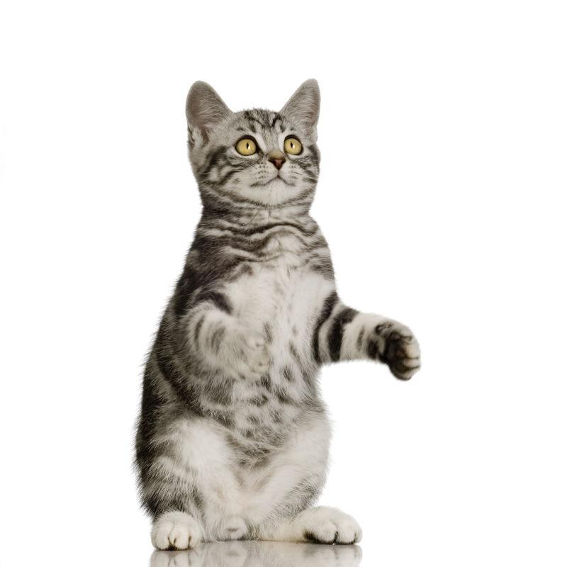 英国短毛猫在白色背景中图片素材 白色背景上的猫咪创意图片素材 Jpg图片格式 Macw视频素材库素材下载
