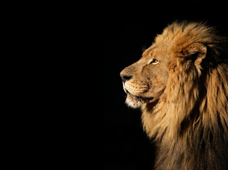 一个大的雄性非洲狮侧面肖像