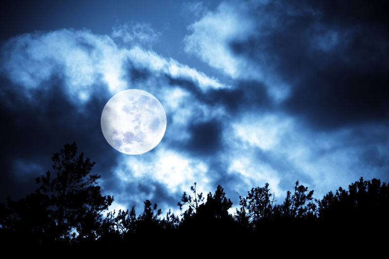 夜晚森林美丽的月亮
