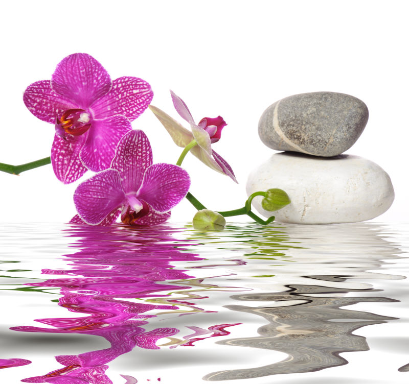 水面上的粉色兰花和鹅卵石