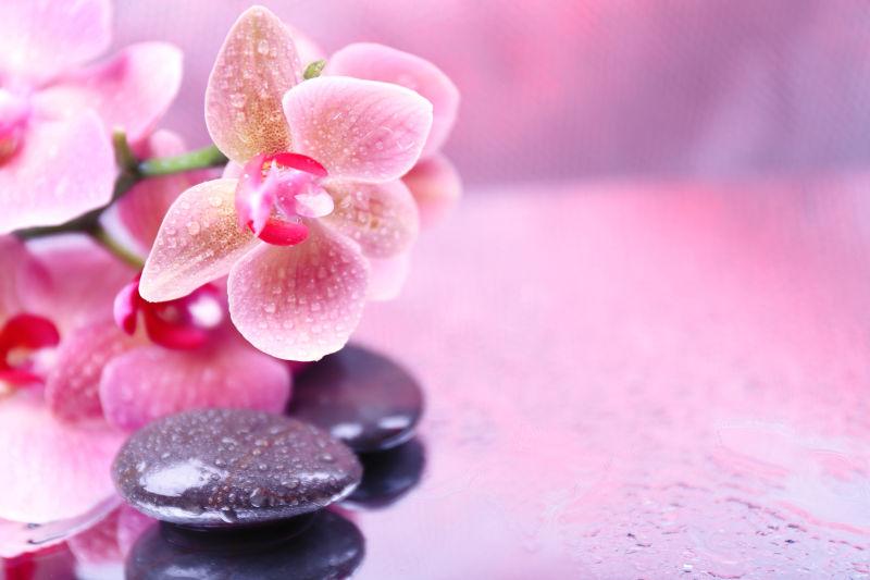 黑色鹅卵石边的粉色兰花