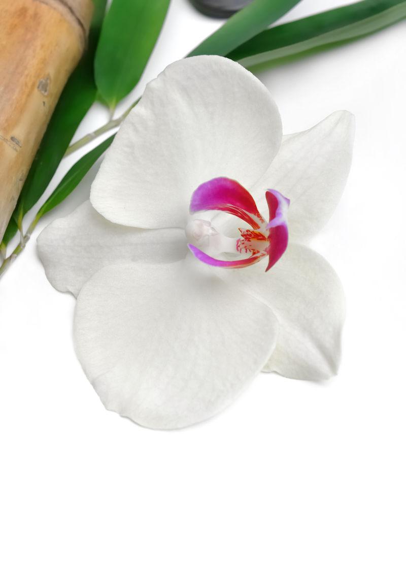 一朵美丽的白色兰花