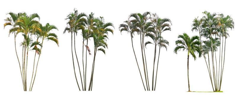 白色背景中的四颗棕榈树