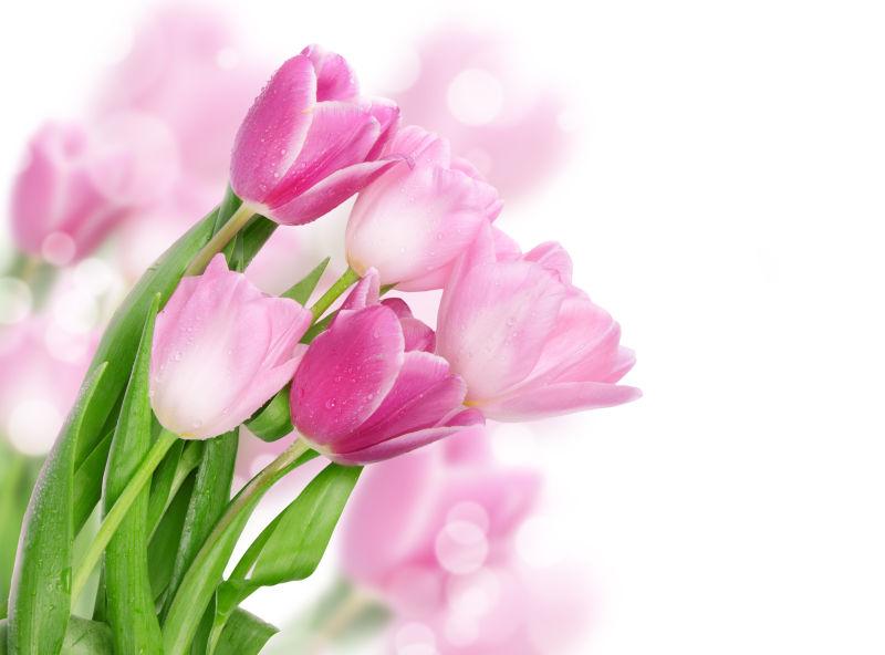 鲜艳美丽的粉色郁金香花束