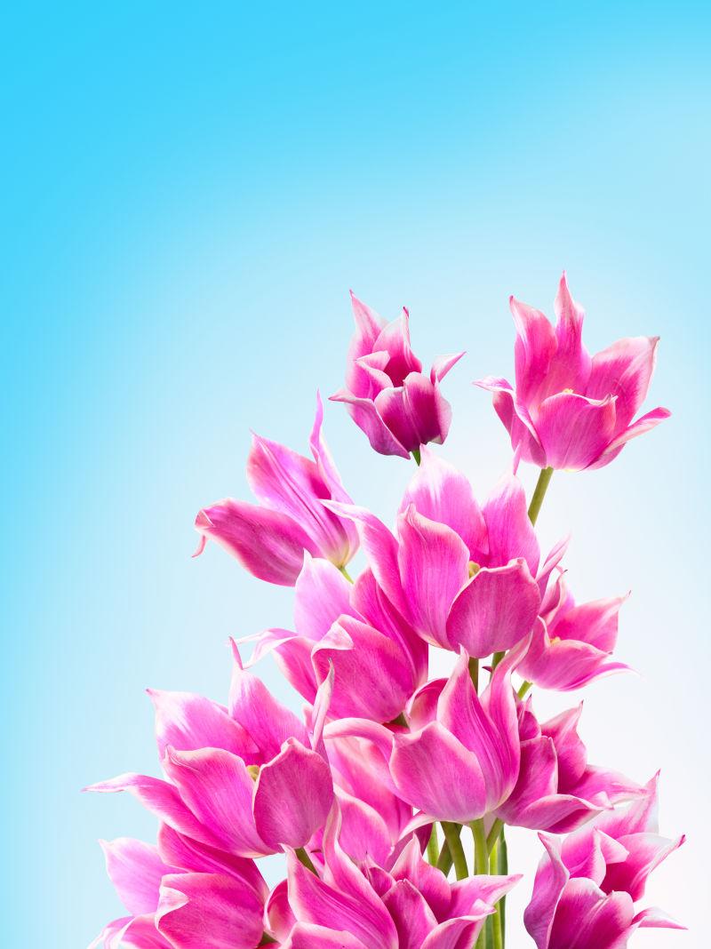美丽动人的粉色郁金香花束