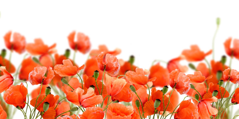 白色背景上的桔红色罂粟花