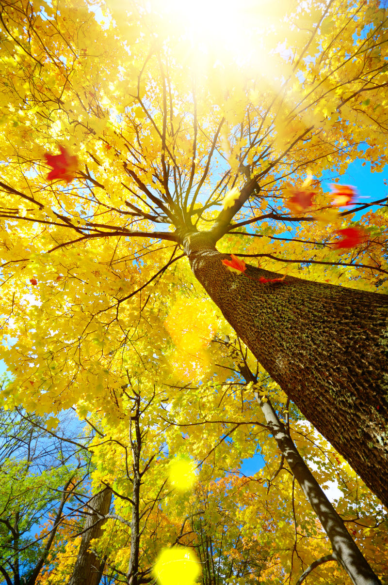 秋季阳光下的树木