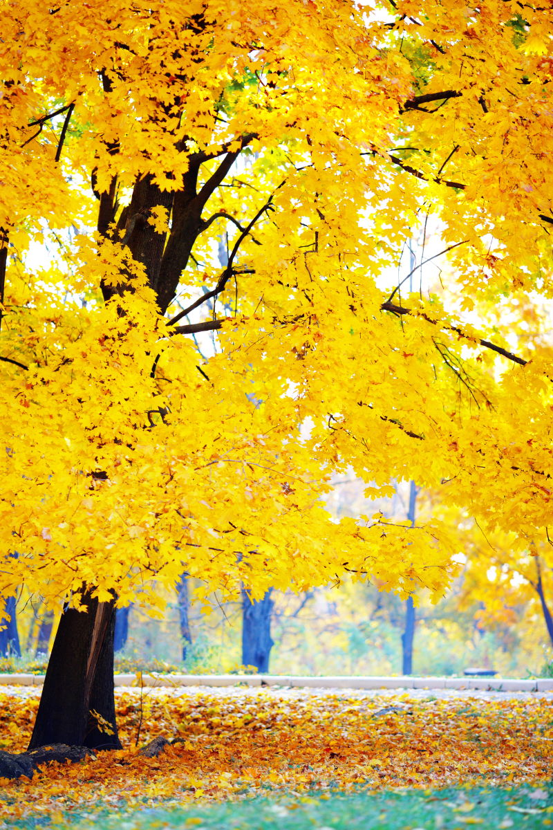 秋季泛黄的落叶树木