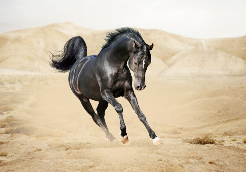 沙漠中纯种的黑色马