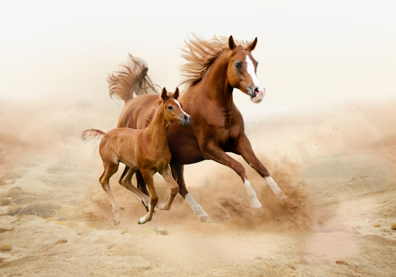 沙漠中的两匹马