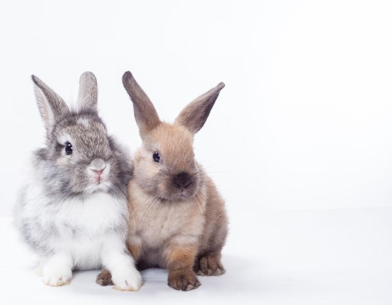 两只可爱的小兔子