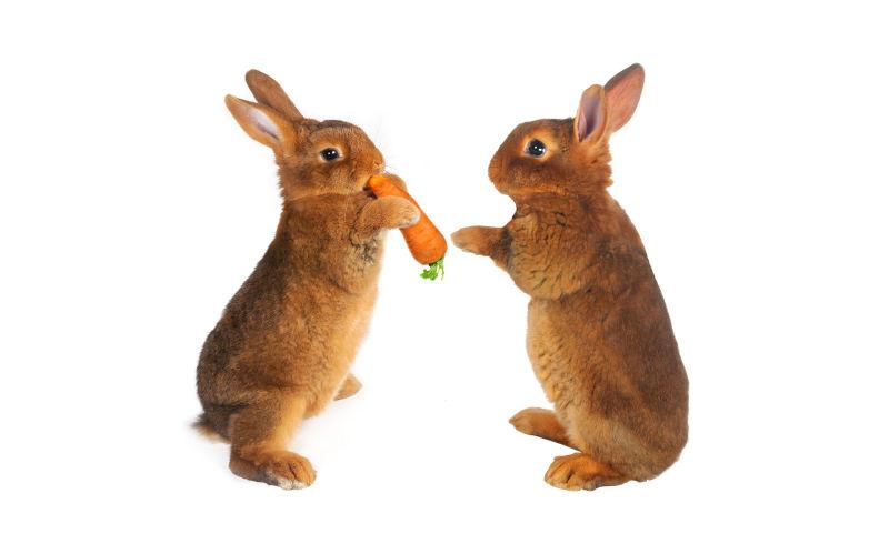 两只吃萝卜的可爱的兔子