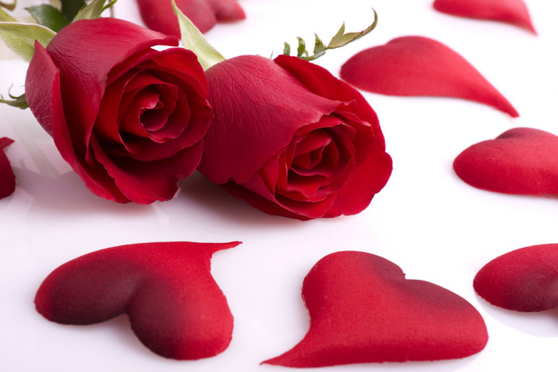 白色背景下两朵红玫瑰在红色心形花瓣之间