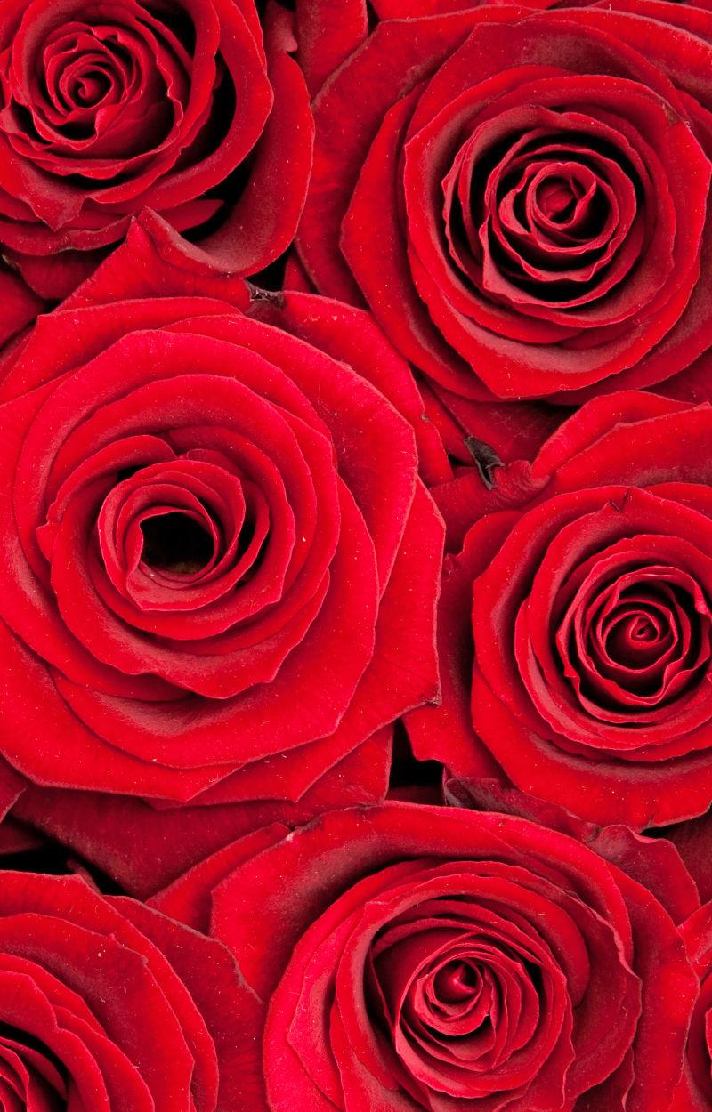 美丽红色玫瑰