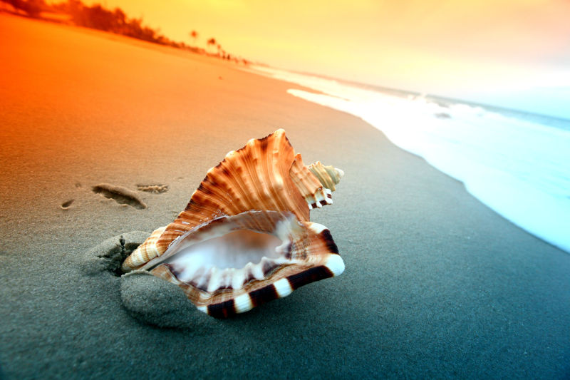 夕阳海滩上的贝壳