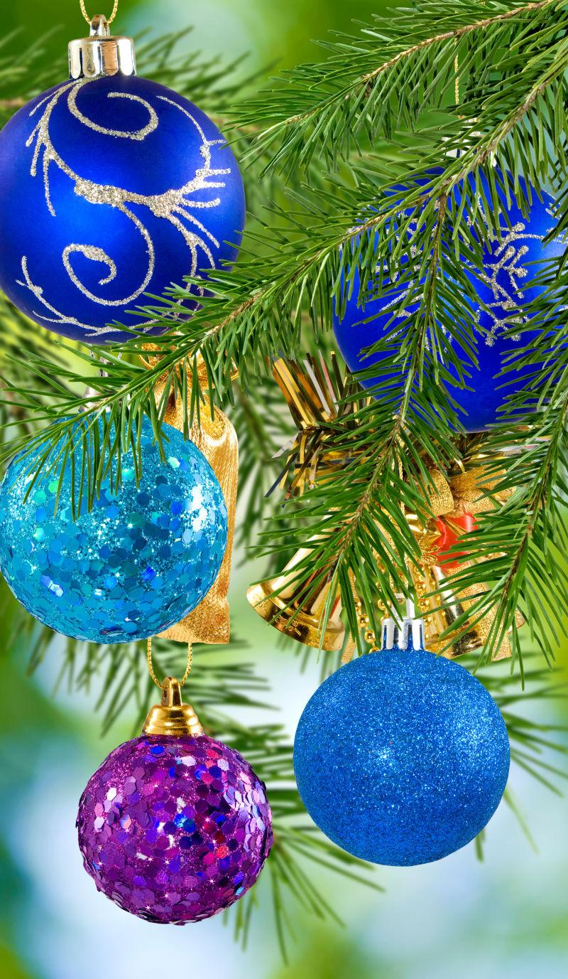 绿色圣诞树枝上的蓝色和紫色的圣诞节饰球