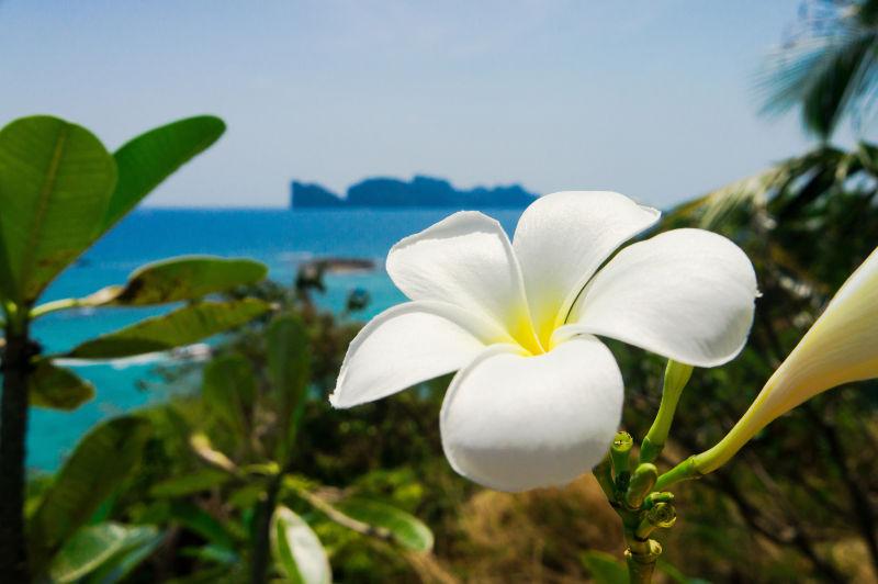 海岸边的白色花瓣