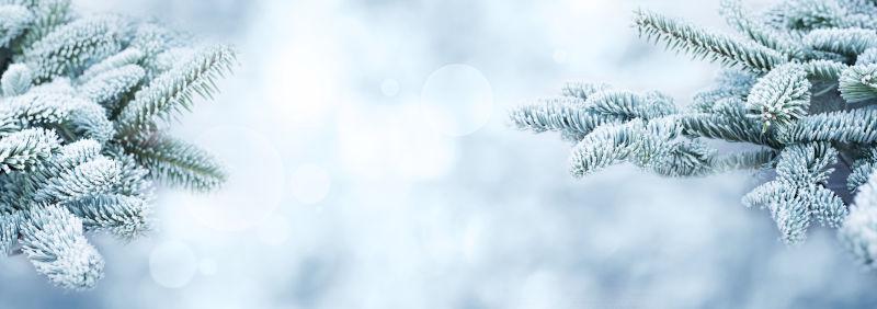蓝色的冬季背景有霜覆盖的枞树枝