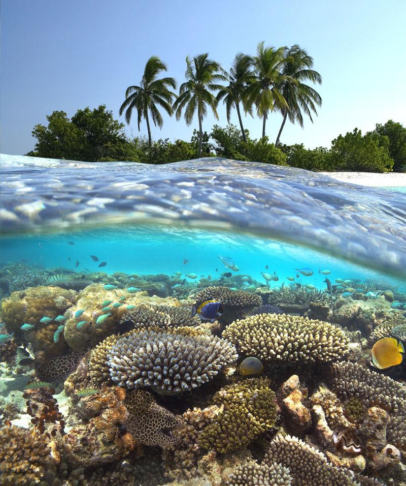 马尔代夫热带礁石