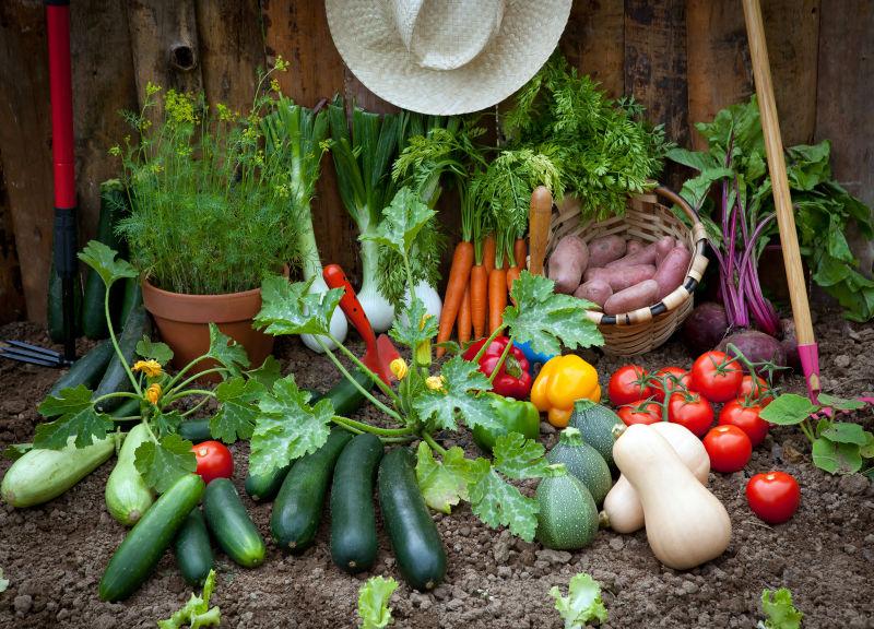 花园里的不同种类的蔬菜
