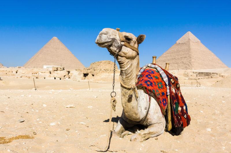 背景中有金字塔的骆驼