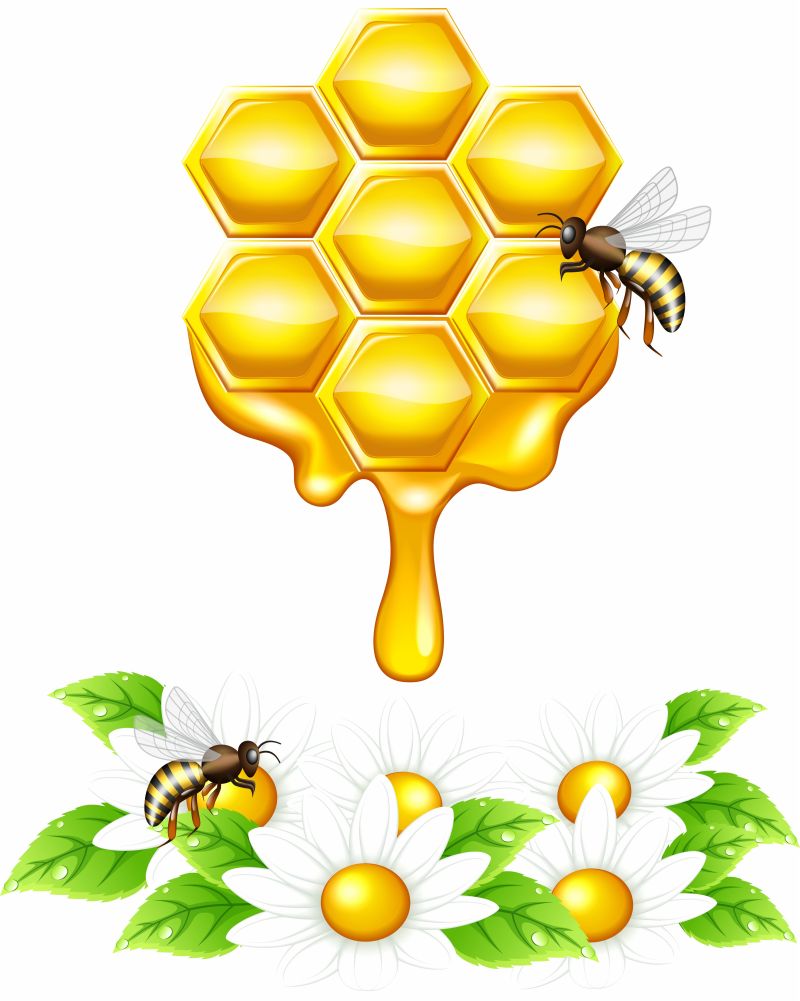 两只蜜蜂围着蜂巢图标矢量
