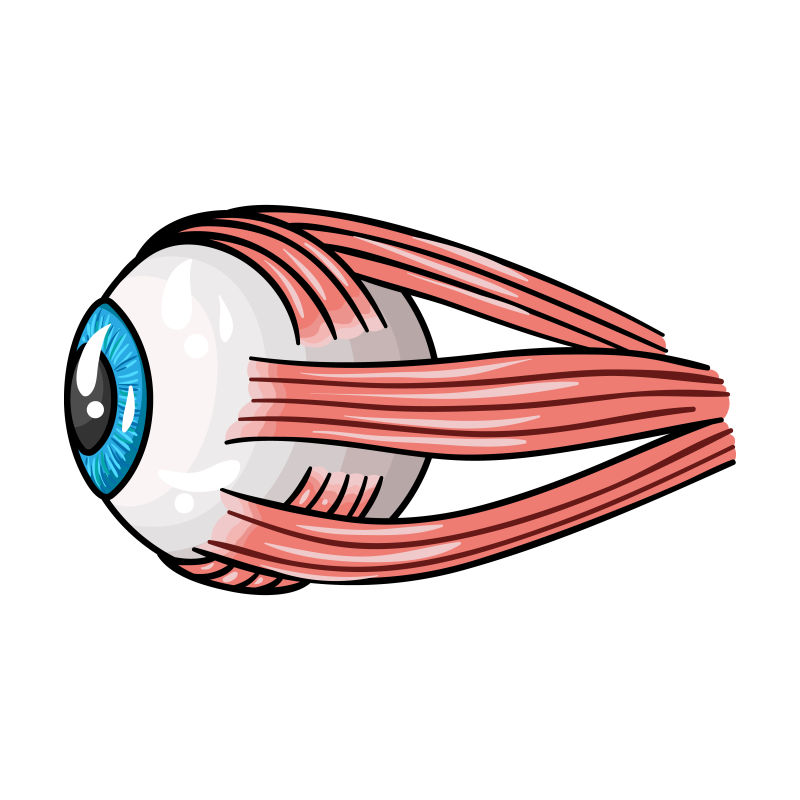 人体器官眼球卡通风格矢量图