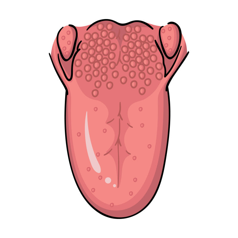 人体器官舌头卡通风格矢量图