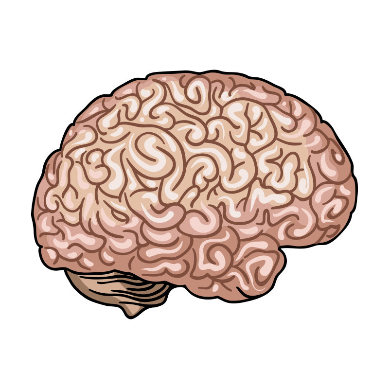 人体器官大脑卡通风格矢量图