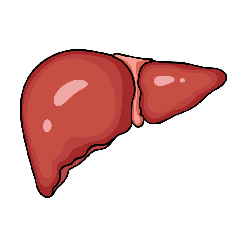 人体肝脏卡通风格矢量图