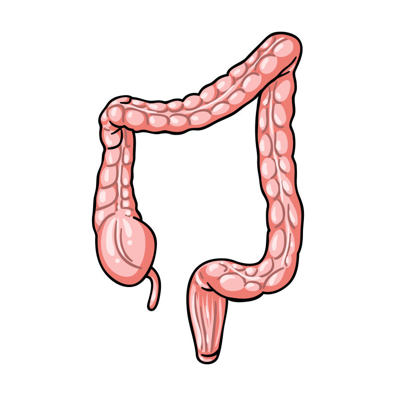 人体大肠卡通风格矢量图