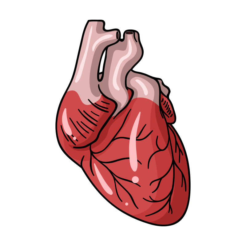 人体器官心脏卡通风格矢量图