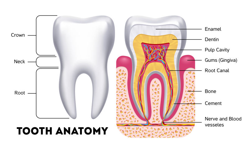 抽象矢量牙齿解剖信息示意图