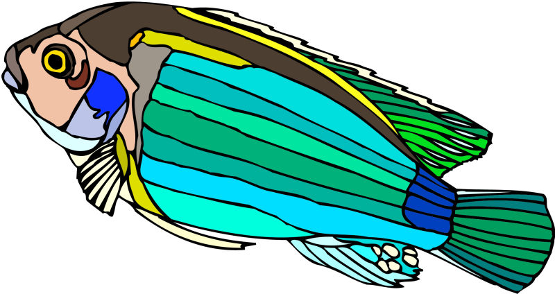 彩色鱼矢量图