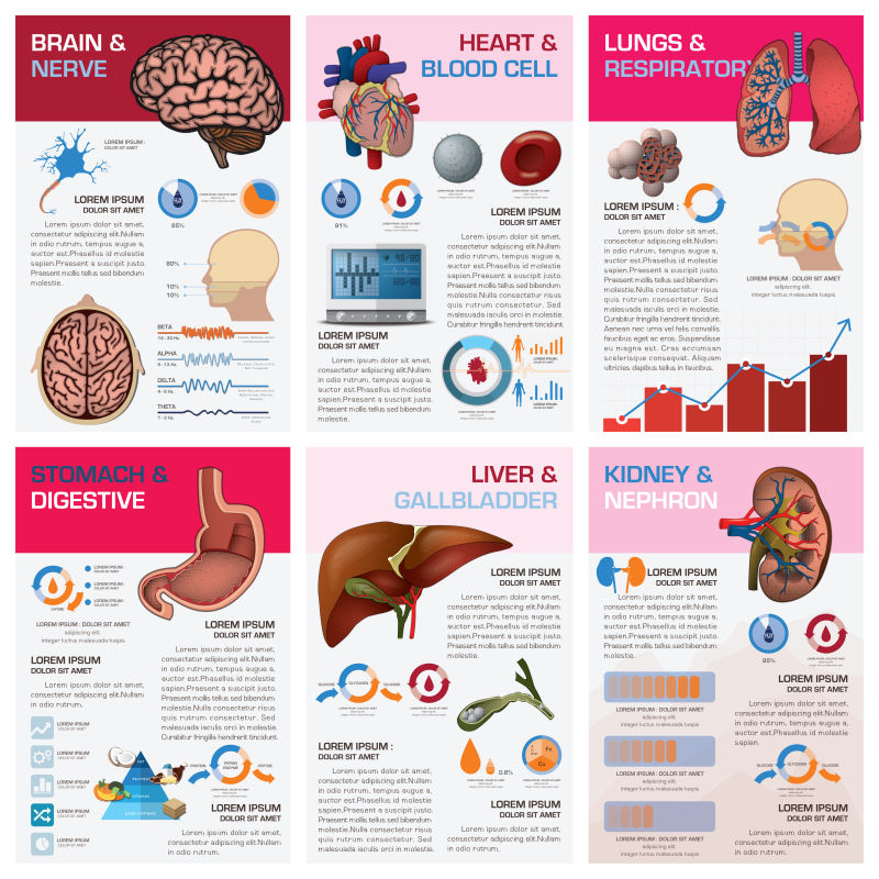 人体内部器官健康与医学图表