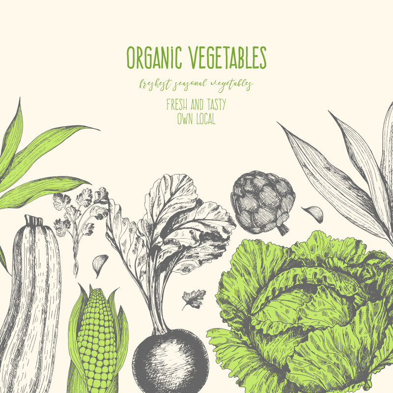 手绘蔬菜海报设计矢量插图