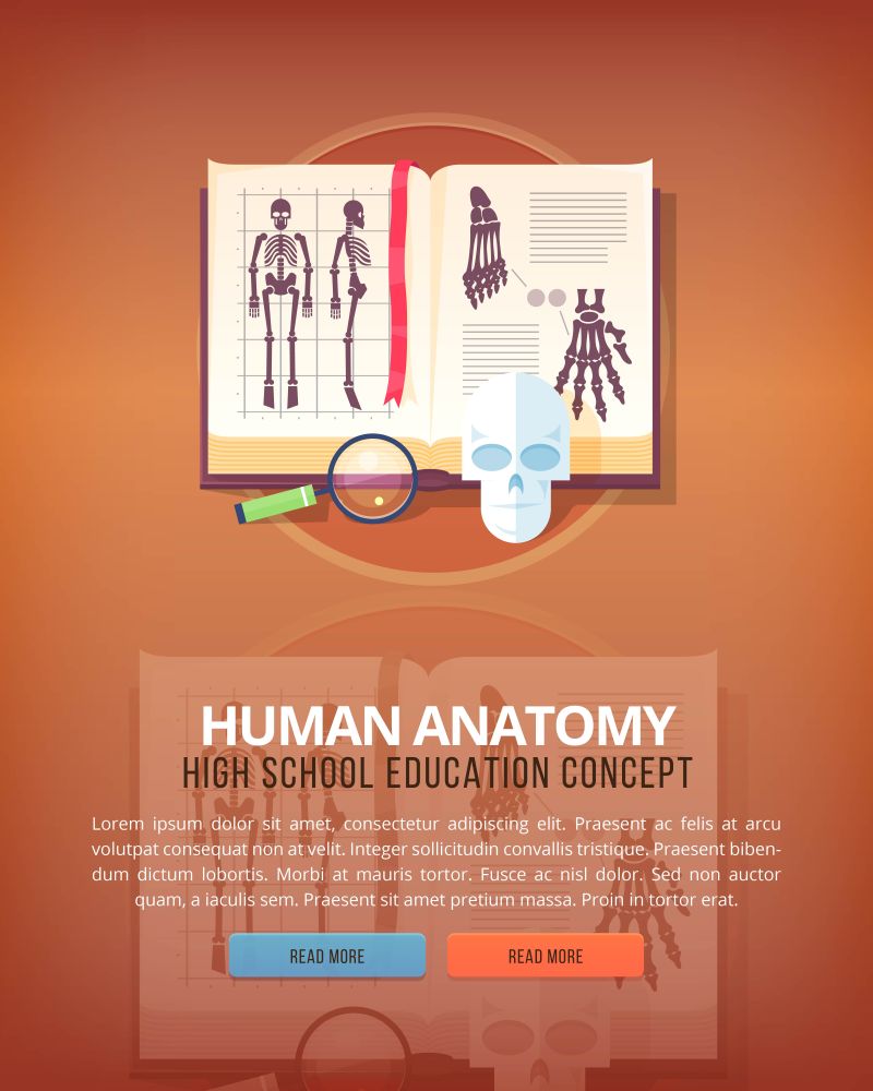人体解剖学教育与科学垂直布局概念矢量