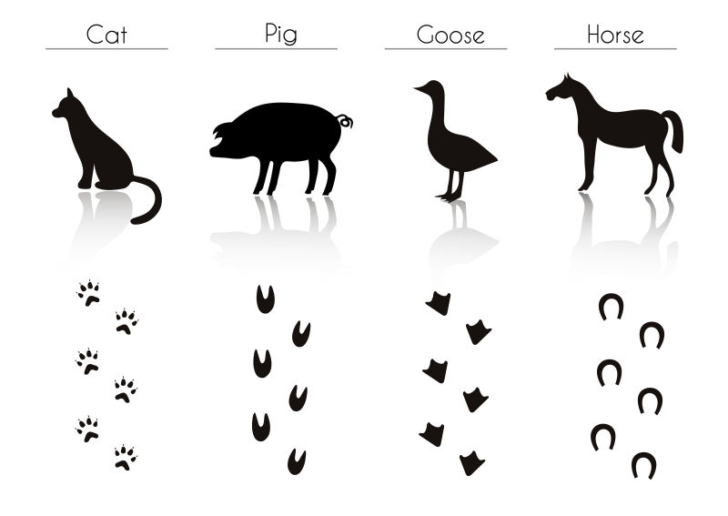动物名称和鸟类踪迹集矢量