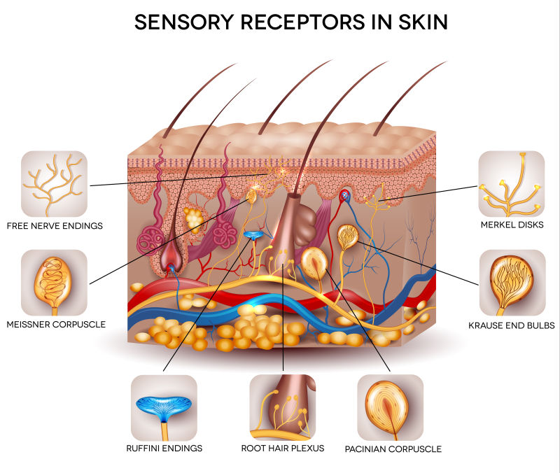 皮肤感觉感受器细致的矢量皮肤解剖